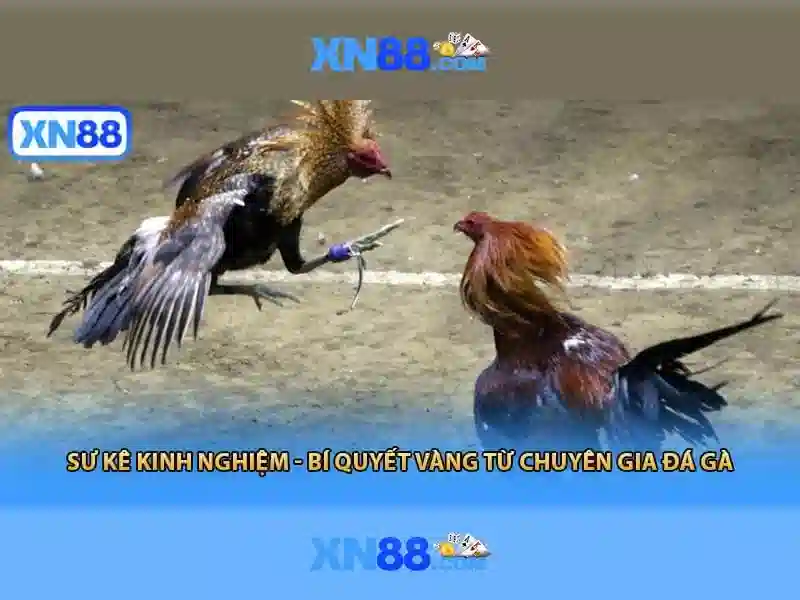 💎đánh bạc phạt như thế nào💎