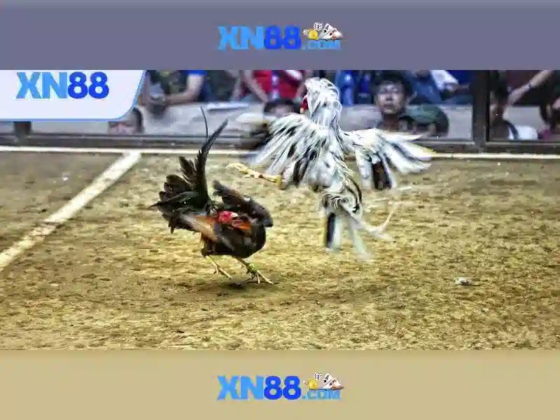 💎cá cược tình yêu truyện full💎