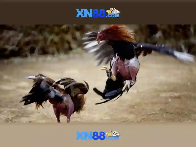 💎nha cai sv666 sv66x.com💎