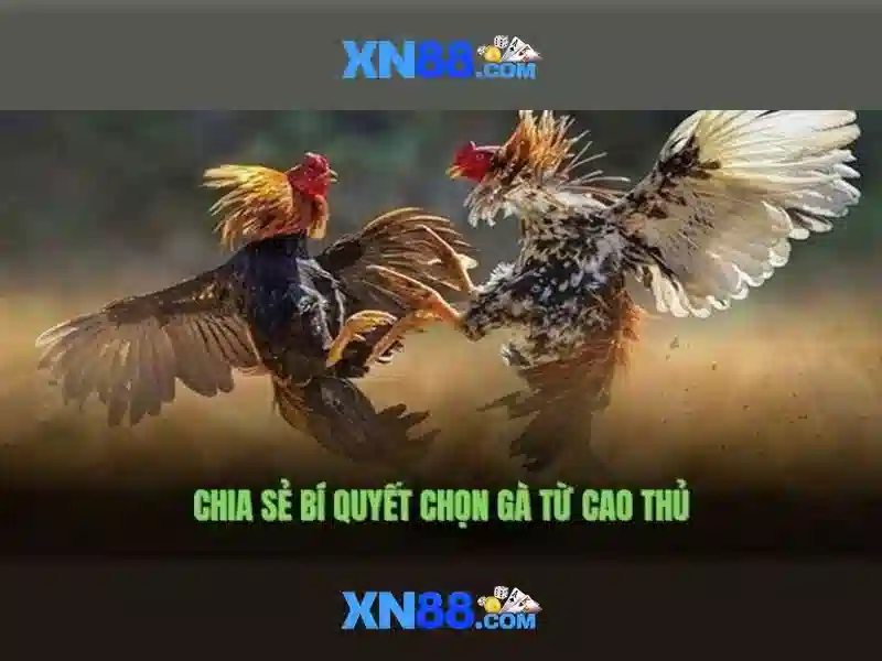 💎bj388 - nhà cái cá cược đá gà thomo uy tín💎