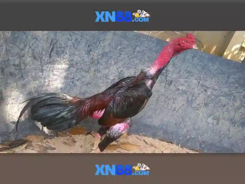 💎trang cá cược thể thao uy tín blckvc💎