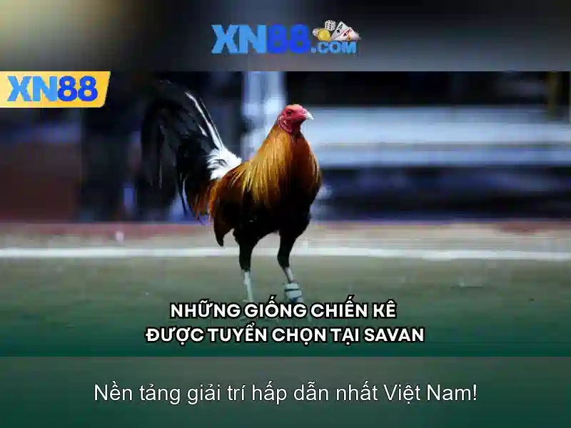 💎chiefs magic slot💎