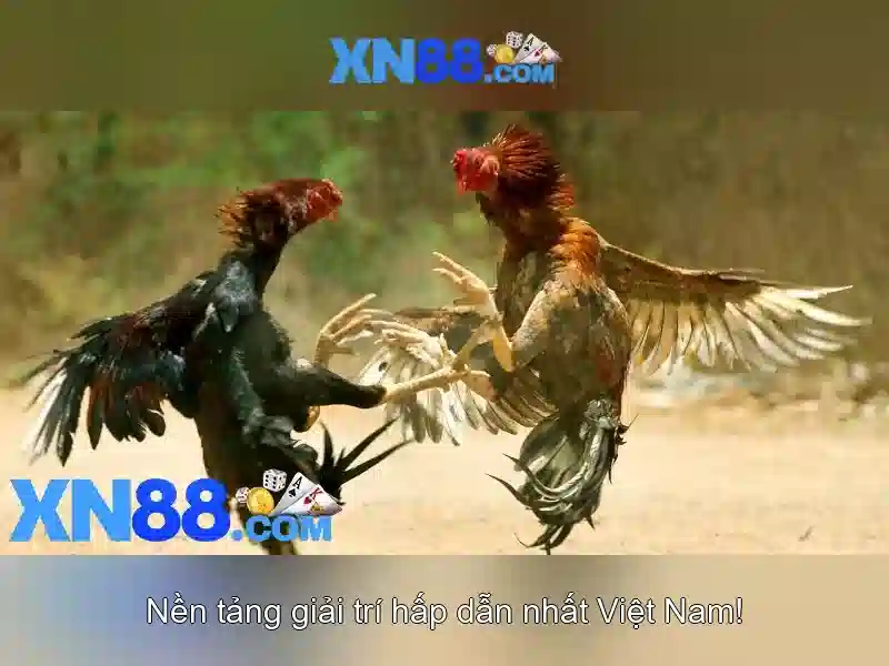 Hướng Dẫn - XN88 | Hướng Dẫn Sử Dụng XN88 App 2026 - XN88