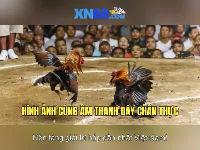 💎keo nha cai du doan bong da💎